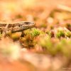 Reptiles Amphibiens et autres